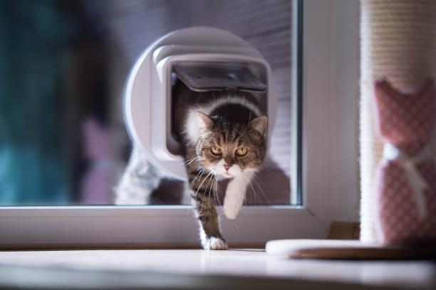 Catflap in glass